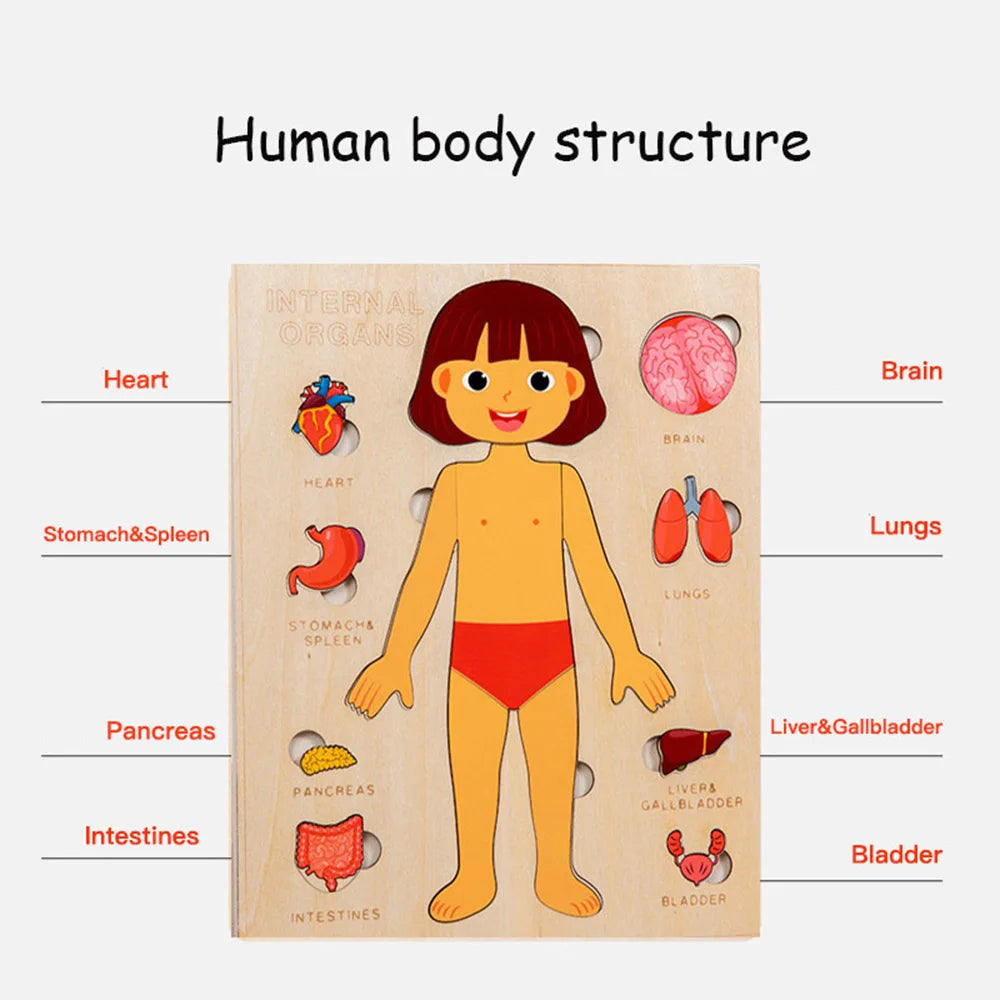 Human Body Puzzle Anatomy Play Set