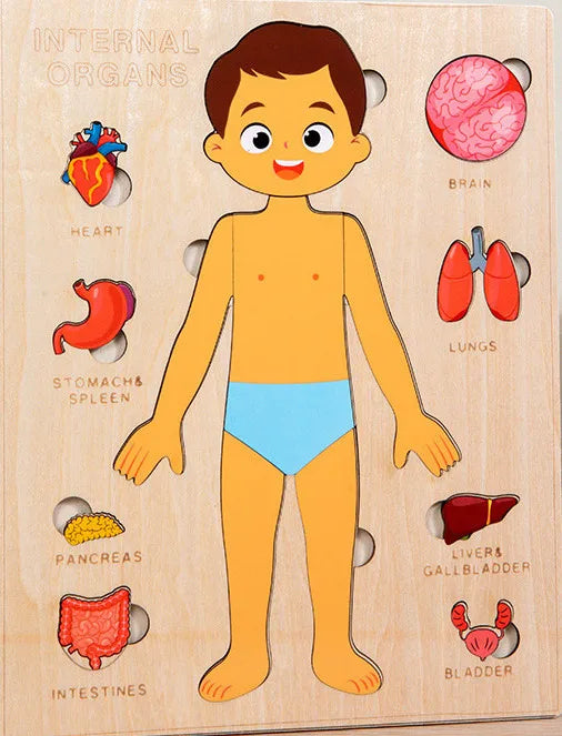 Human Body Puzzle Anatomy Play Set