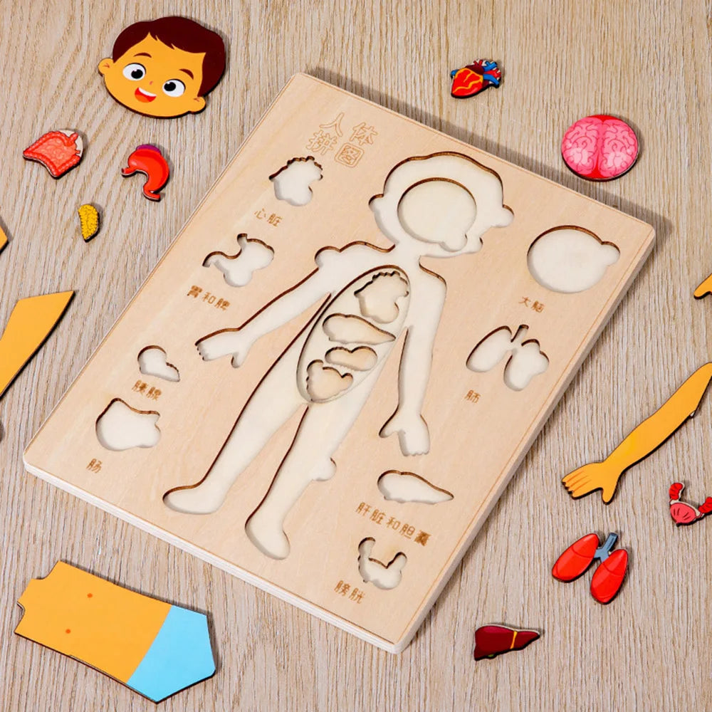 Human Body Puzzle Anatomy Play Set