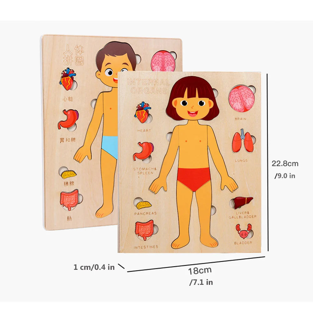 Human Body Puzzle Anatomy Play Set