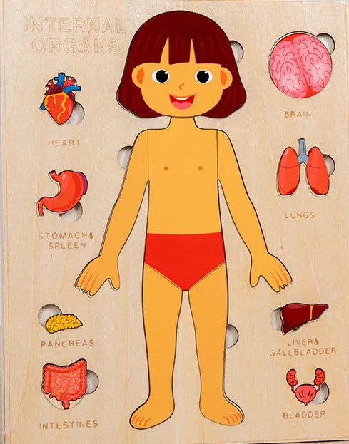 Human Body Puzzle Anatomy Play Set