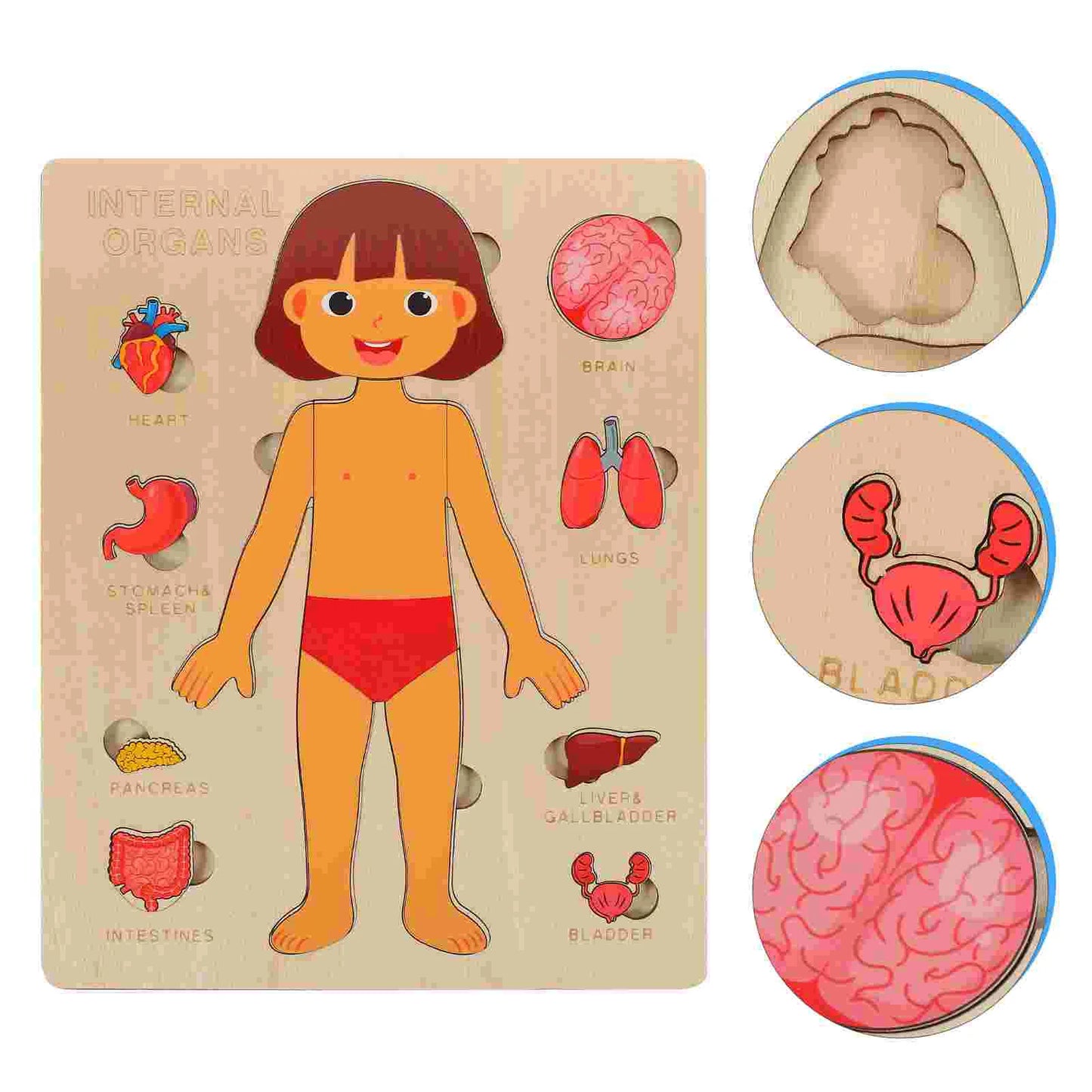 Human Body Puzzle Anatomy Play Set